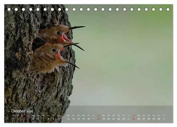 Produktbild: Wiedehopf (Tischkalender 2026 DIN A5 quer), CALVENDO Monatskalender