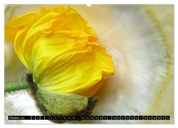 Produktbild: Mohnbl&uuml;ten-Portr&auml;ts (Wandkalender 2026 DIN A2 quer), CALVENDO Monatskalender