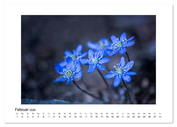 Produktbild: Blauer Bl&uuml;tentraum (Tischkalender 2026 DIN A5 quer), CALVENDO Monatskalender
