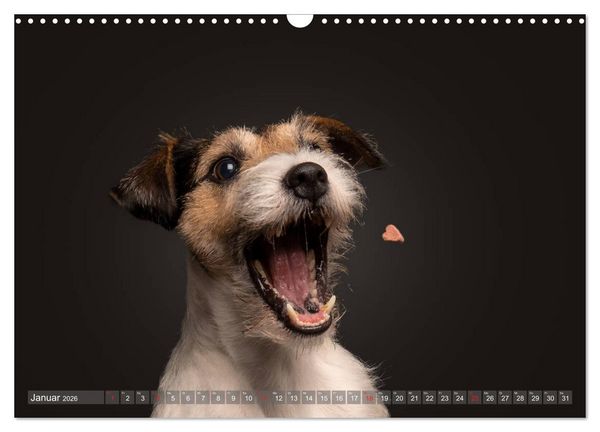 Produktbild: Fang das Leckerlie (Wandkalender 2026 DIN A3 quer), CALVENDO Monatskalender
