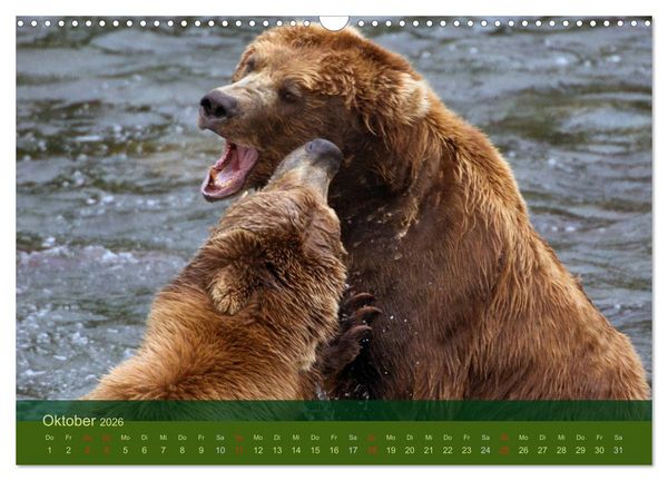 Produktbild: Der B&auml;renkalender 2026 (Wandkalender 2026 DIN A3 quer), CALVENDO Monatskalender