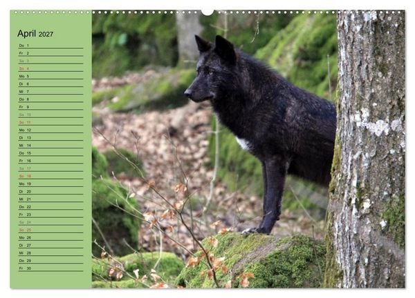 Produktbild: Im Rudel Zuhause - Der Wolf (hochwertiger Premium Wandkalender 2027 DIN A2 quer), Kunstdruck in Hochglanz