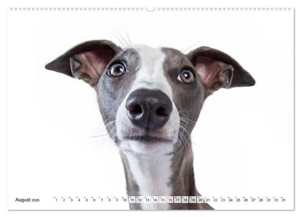 Produktbild: Charakterk&ouml;pfe zum verlieben (Wandkalender 2026 DIN A2 quer), CALVENDO Monatskalender