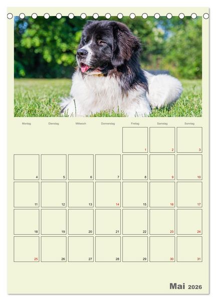Produktbild: Faszination Landseer - Mit Plan durch das Jahr (Tischkalender 2026 DIN A5 hoch), CALVENDO Monatskalender