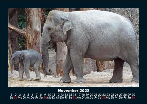 Produktbild: Der Elefantenkalender 2025 Fotokalender DIN A5