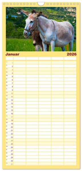 Produktbild: Familienplaner 2026 - Liebenswerte Esel mit 5 Spalten (Wandkalender, 21 x 45 cm) CALVENDO