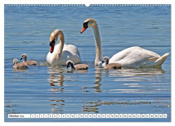Produktbild: Chiemsee - Sommerferien am bayrischen Meer (Wandkalender 2026 DIN A2 quer), CALVENDO Monatskalender