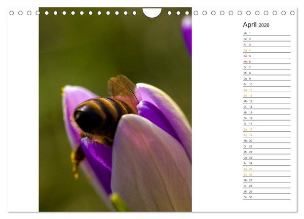 Produktbild: Kleine Wunder vor der Haust&uuml;r (Wandkalender 2026 DIN A4 quer), CALVENDO Monatskalender