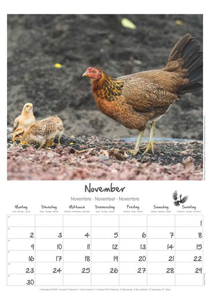Produktbild: Hühner Kalender im Format 29,7 x 42
