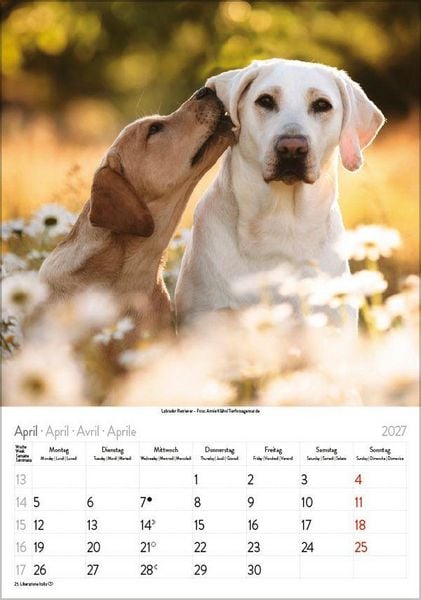 Produktbild: Hunde 2027