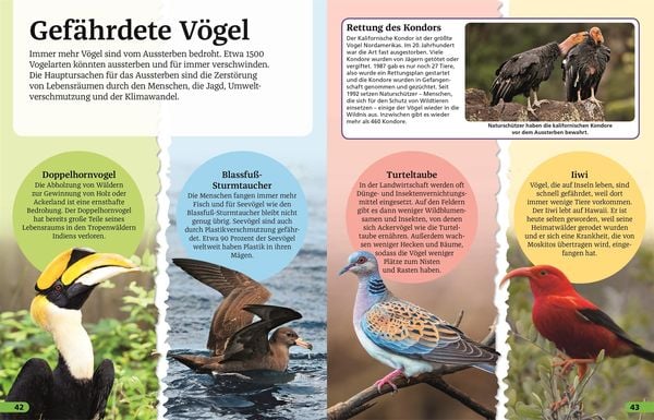 Superchecker! Vögel