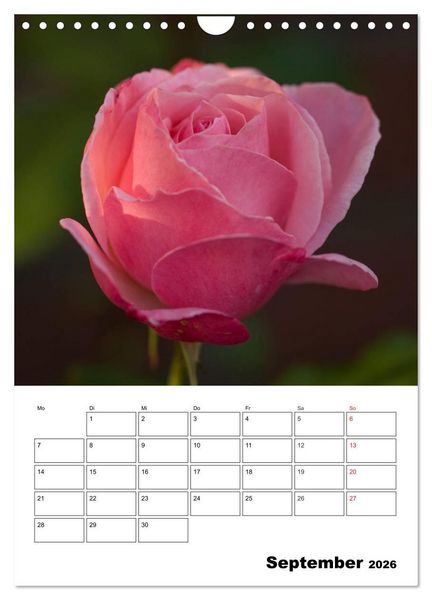 Produktbild: Zauberhafte Rosen (Wandkalender 2026 DIN A4 hoch), CALVENDO Monatskalender