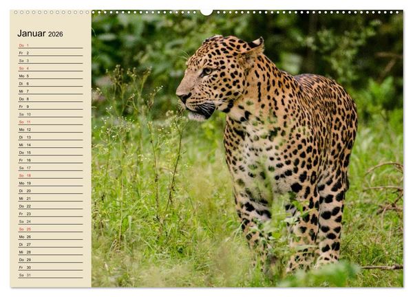 Produktbild: Die Lautlosen. Geparden und Leoparden (hochwertiger Premium Wandkalender 2026 DIN A2 quer), Kunstdruck in Hochglanz