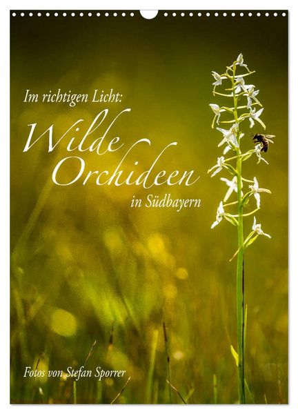 Im richtigen Licht: Wilde Orchideen in Südbayern (Wandkalender 2026 DIN A3 hoch), CALVENDO Monatskalender