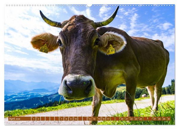 Produktbild: Allg&auml;uer Sch&ouml;nheiten Allg&auml;u - Land der K&uuml;he (Wandkalender 2026 DIN A2 quer), CALVENDO Monatskalender