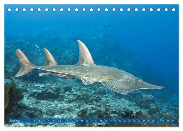 Produktbild: Tauchen: Wunderbares tiefblaues Meer (Tischkalender 2026 DIN A5 quer), CALVENDO Monatskalender