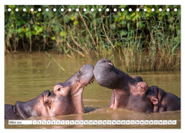 Produktbild: Wunderwelt der Tiere - S&uuml;dafrika (Tischkalender 2026 DIN A5 quer), CALVENDO Monatskalender