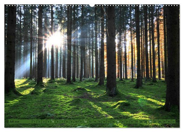Produktbild: B&auml;ume sind Tr&auml;ume (Wandkalender 2026 DIN A2 quer), CALVENDO Monatskalender