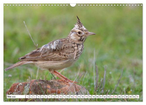 Produktbild: V&ouml;gel in der Extremadura (Wandkalender 2026 DIN A3 quer), CALVENDO Monatskalender
