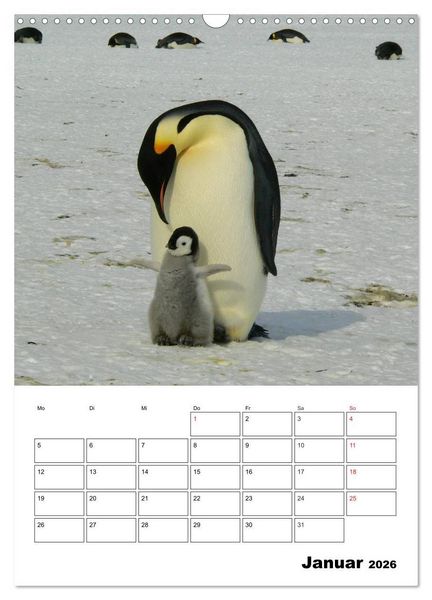 Produktbild: Pinguine. Familiengl&uuml;ck im Eis (Wandkalender 2026 DIN A3 hoch), CALVENDO Monatskalender