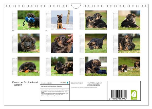 Produktbild: Deutscher Sch&auml;ferhund - Welpen (Wandkalender 2026 DIN A4 quer), CALVENDO Monatskalender