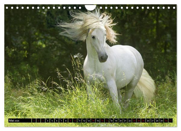 Produktbild: Dein Freund, dein Pferd (Wandkalender 2026 DIN A4 quer), CALVENDO Monatskalender