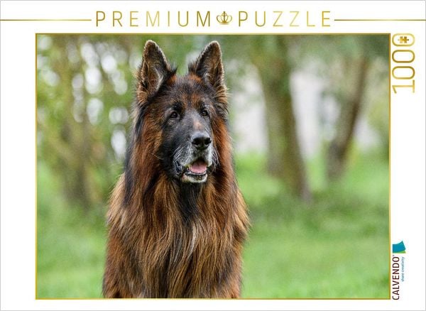 CALVENDO Puzzle 10 jähriger Langstockhaar Schäferhund | 1000 Teile Lege-Größe 64x48cm Foto-Puzzle für glückliche Stunden