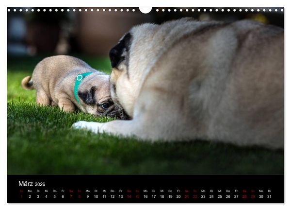 Produktbild: Mopswelpen (Wandkalender 2026 DIN A3 quer), CALVENDO Monatskalender