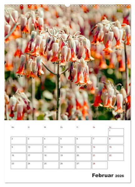 Produktbild: Dornige Sch&ouml;nheiten - Kakteen und Sukkulenten (Wandkalender 2026 DIN A2 hoch), CALVENDO Monatskalender