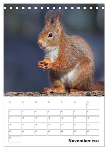 Produktbild: Eichh&ouml;rnchen Luna (Tischkalender 2026 DIN A5 hoch), CALVENDO Monatskalender