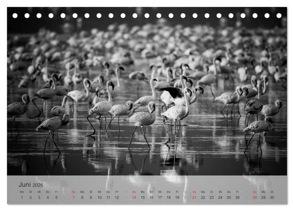 Produktbild: Flamingo Impressionen 2026 (Tischkalender 2026 DIN A5 quer), CALVENDO Monatskalender
