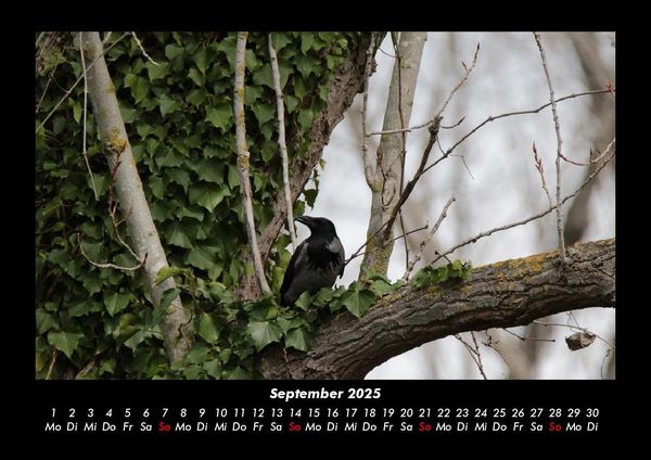 Produktbild: Bilder aus der Natur 2025 Fotokalender DIN A3