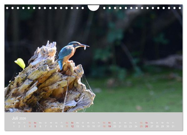 Produktbild: Der Eisvogel, ein Juwel der Natur (Wandkalender 2026 DIN A4 quer), CALVENDO Monatskalender