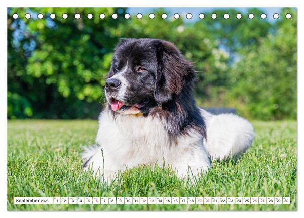 Produktbild: Traumhund Landseer (Tischkalender 2026 DIN A5 quer), CALVENDO Monatskalender