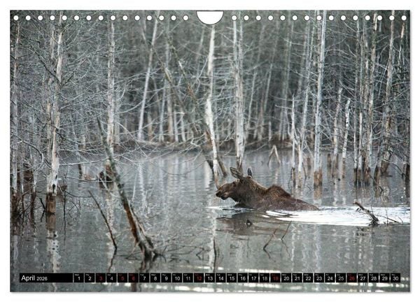 Produktbild: MOOSE Of The Northern Woods (Wall Calendar 2026 DIN A4 landscape), CALVENDO 12 Month Wall Calendar