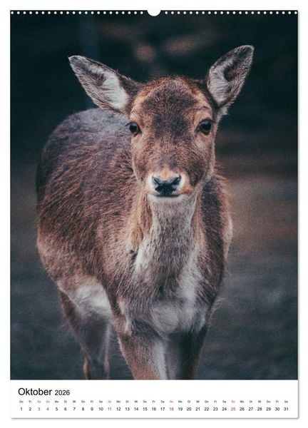 Produktbild: Wilde Nachbarn: Rotwild (hochwertiger Premium Wandkalender 2026 DIN A2 hoch), Kunstdruck in Hochglanz