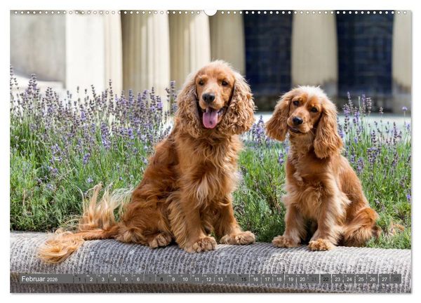 Produktbild: English Cocker Spaniels - Ein Spaziergang im Park (hochwertiger Premium Wandkalender 2026 DIN A2 quer), Kunstdruck in Hochglanz