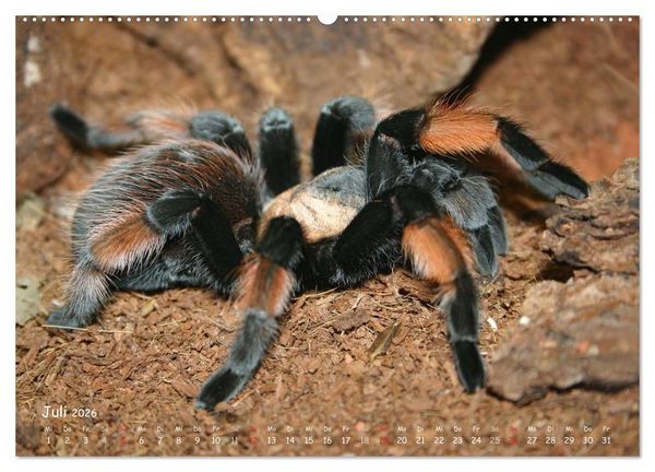 Produktbild: Vogelspinnen (hochwertiger Premium Wandkalender 2026 DIN A2 quer), Kunstdruck in Hochglanz