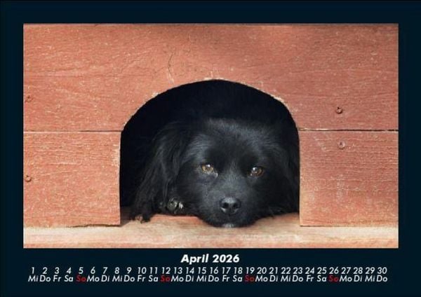 Produktbild: Hundezauber 2026 Fotokalender DIN A5