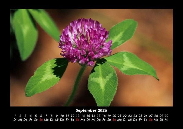Produktbild: Blumenkalender 2026 Fotokalender DIN A3