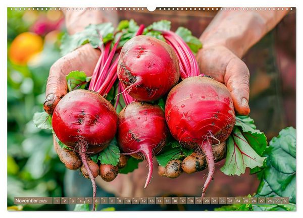 Produktbild: Mein Gem&uuml;segarten - Ein Jahr knackig frisches Gem&uuml;se (hochwertiger Premium Wandkalender 2026 DIN A2 quer), Kunstdruck in Hochglanz