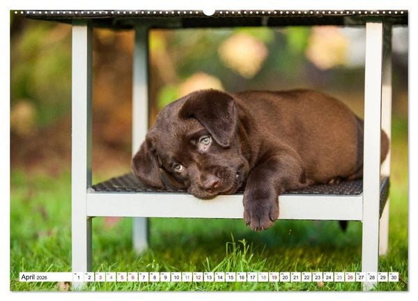 Produktbild: Freund auf 4 Pfoten - Labrador Retriever (Wandkalender 2026 DIN A2 quer), CALVENDO Monatskalender