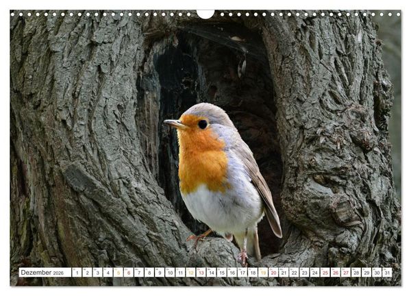 Produktbild: Das Rotkehlchen, ein Kleiner ganz Gro&szlig; (Wandkalender 2026 DIN A3 quer), CALVENDO Monatskalender