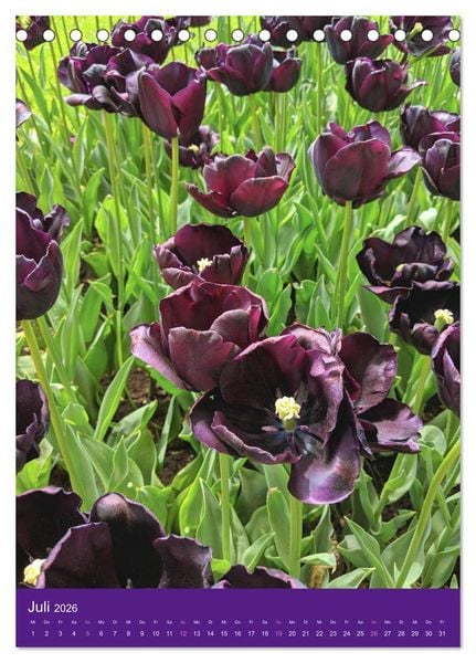 Produktbild: Tulpen. Bunter Fr&uuml;hling (Tischkalender 2026 DIN A5 hoch), CALVENDO Monatskalender