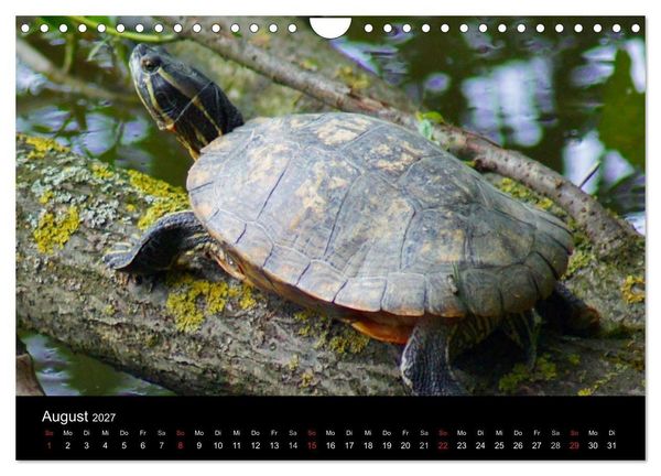 Produktbild: Die Welt der Haustiere (Wandkalender 2027 DIN A4 quer), CALVENDO Monatskalender