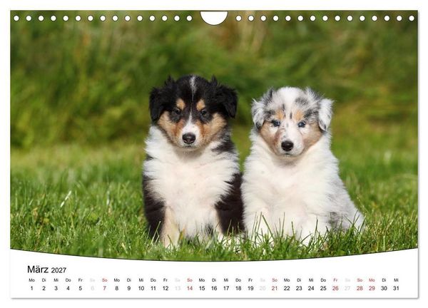 Produktbild: Welpen - Puppies (Wandkalender 2027 DIN A4 quer), CALVENDO Monatskalender