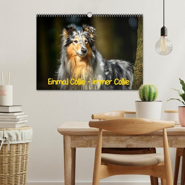 Produktbild: Einmal Collie - immer Collie (Wandkalender 2026 DIN A3 quer), CALVENDO Monatskalender