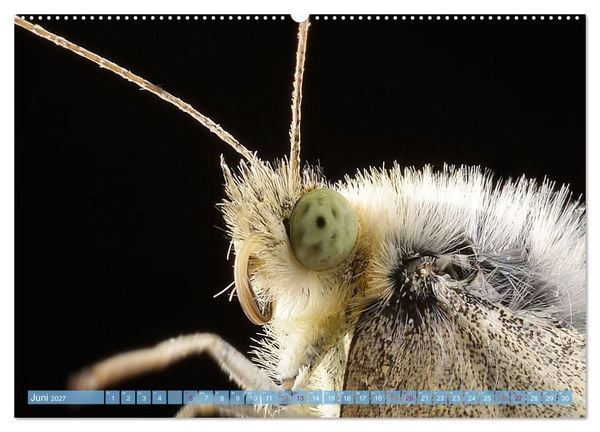 Produktbild: INSEKTENGESICHTER (Wandkalender 2027 DIN A2 quer), CALVENDO Monatskalender