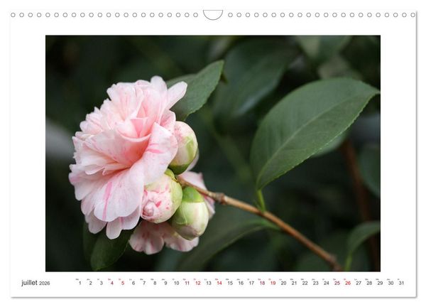 Produktbild: Cam&eacute;lias mystiques (Calendrier mural 2026 DIN A3 vertical), CALVENDO calendrier mensuel