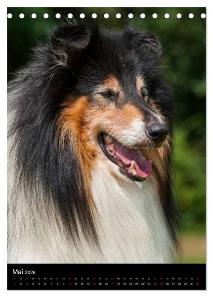 Produktbild: Collie 2026 (Tischkalender 2026 DIN A5 hoch), CALVENDO Monatskalender